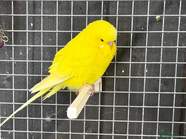 Budgerigars birds for sale: Mixed coloured Budgie’s - Advert 2