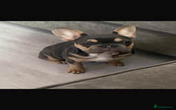 French Bulldog dogs for sale: 💙 French bulldog pups kc reg lilac and tan   - Image 9