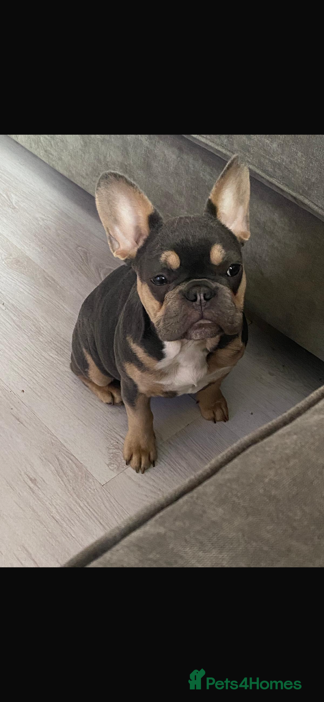 French Bulldog dogs for sale: 💙 French bulldog pups kc reg lilac and tan   - Image 9