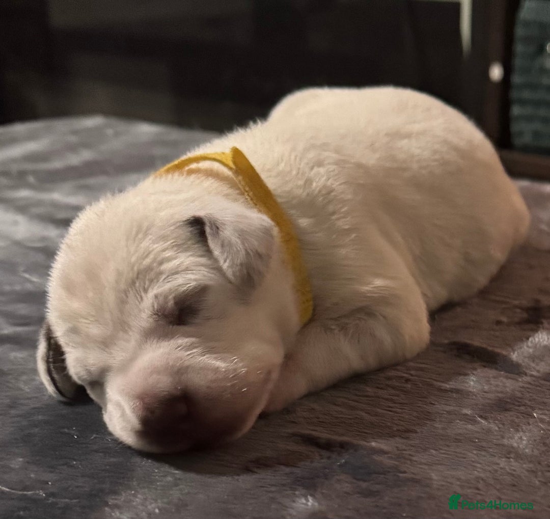 Dalmatian dogs for sale: KC Registered Dalmatian pups! - Advert 30