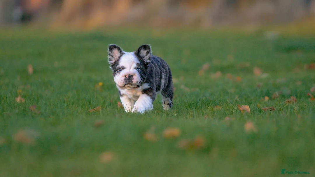 French Bulldog dogs for sale: Big rope full fluffy panda French bulldog male  - Advert 2