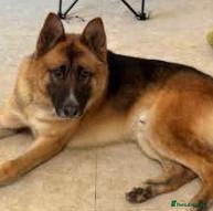 Mixed Breed dogs Loving 1yo Shepkita (GSD x Akita) Needs Home - Advert 1