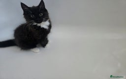 Mixed Breed cats for sale: Cute kittens  - Image 2