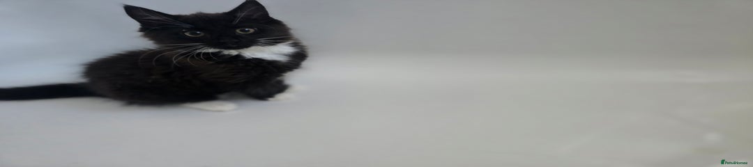 Mixed Breed Kitten 2