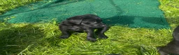 Labrador Retriever dogs for sale: Gorgeous chunky Labrador Puppies - Advert 4