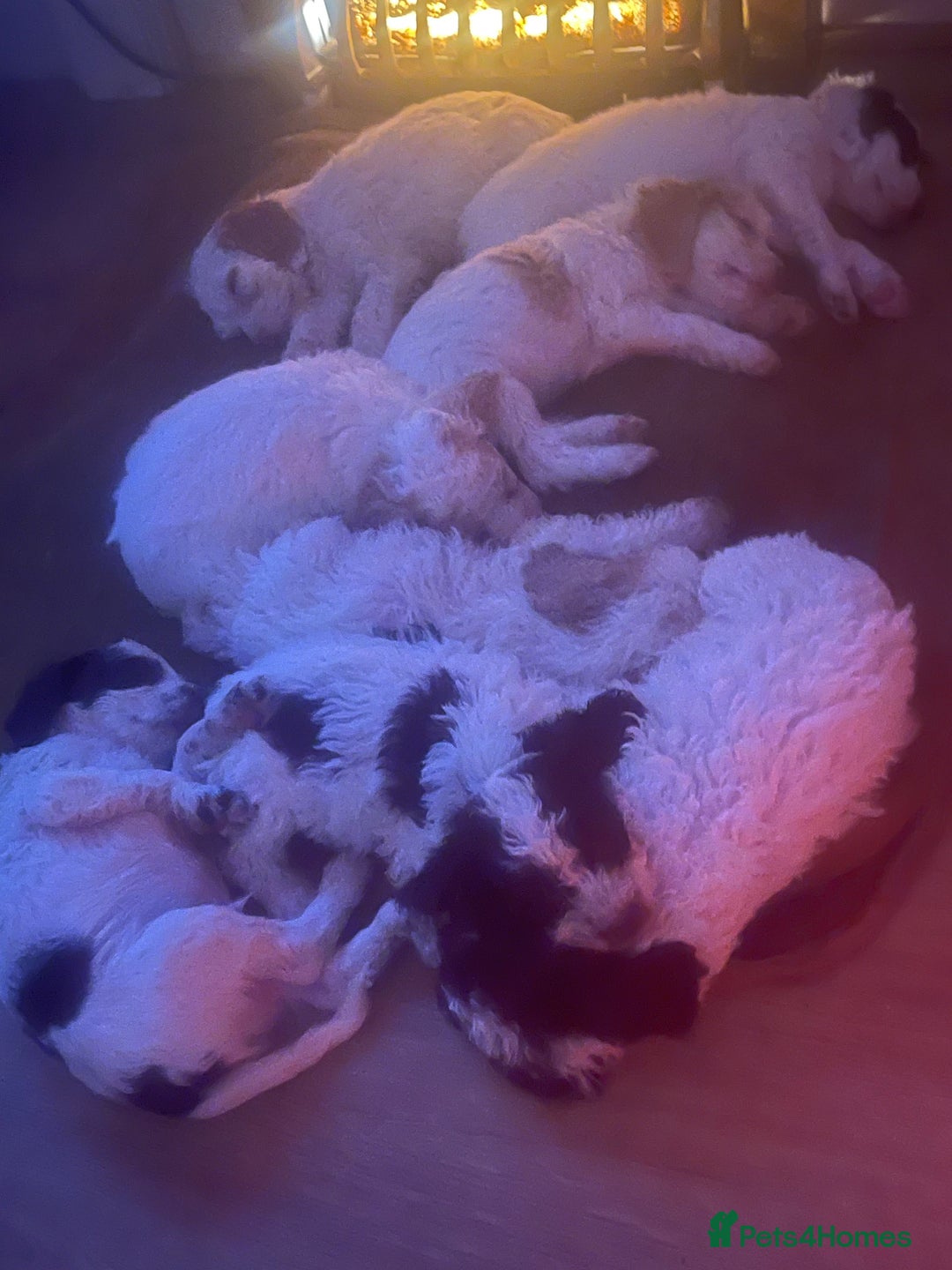 Cockapoo dogs for sale: Stunning Cockapoo puppies  - Advert 2