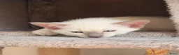 Siamese cats for sale: 🐾 Siamese kittens for sale 🐾 in Radstock - Advert 12