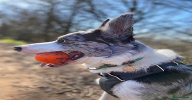 Border Collie dogs - Advert 8