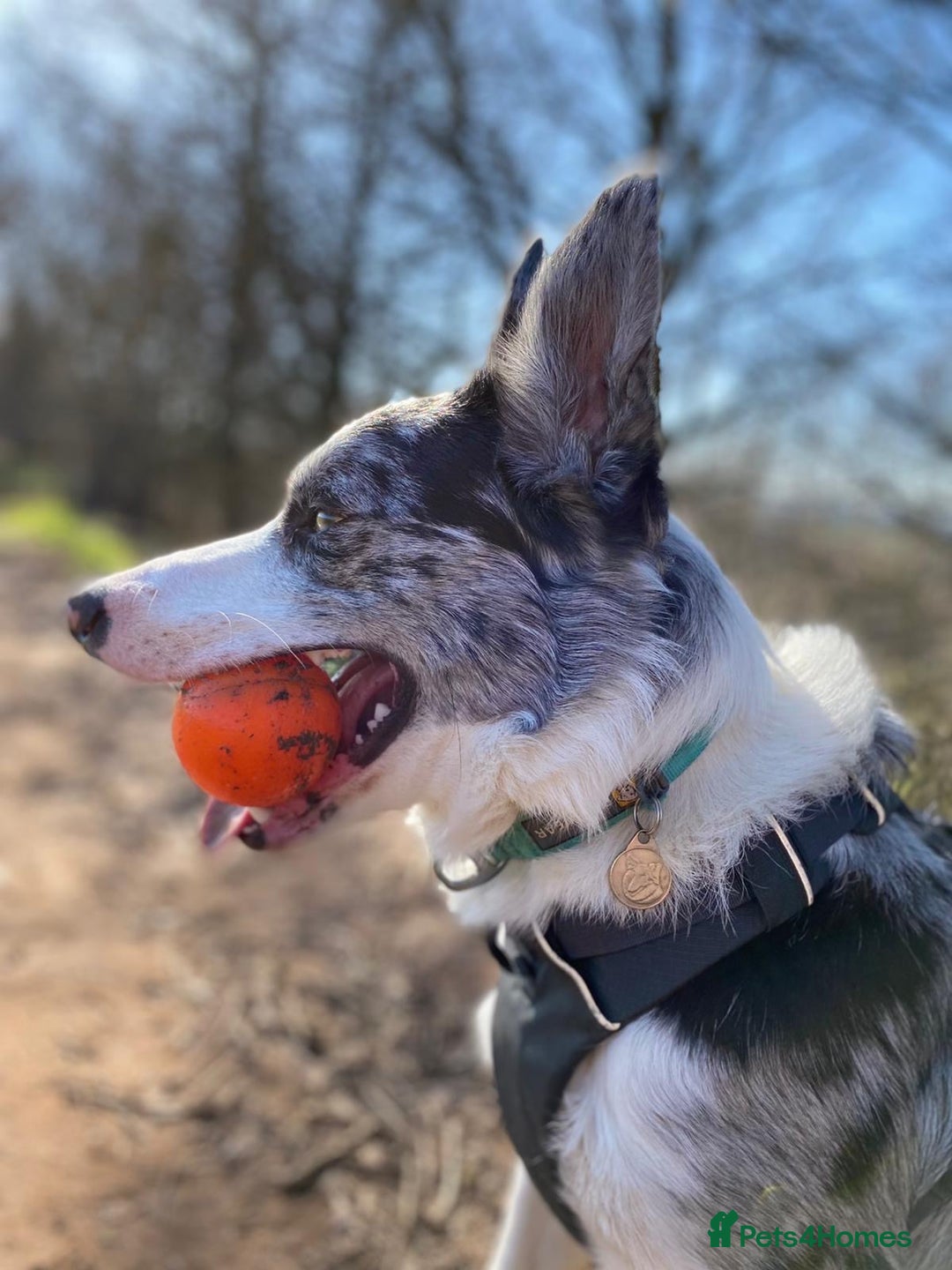 Border Collie dogs for sale: Border Collie Pups Merle, Tri-colour & Blk/wht - Image 10