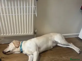 Labrador Retriever dogs Lovely Labrador in Southminster - Advert 5