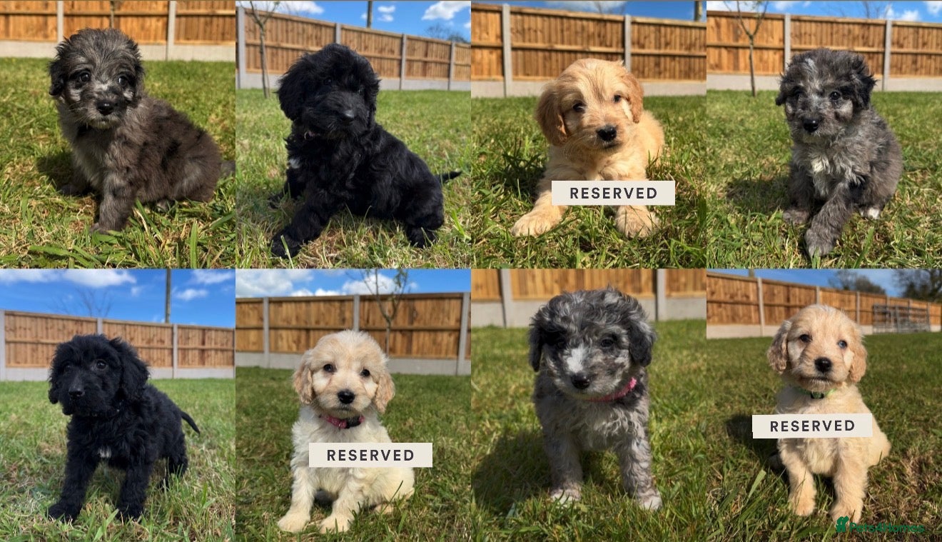 Cockapoo dogs Vaccinated Cockapoo puppies  - Advert 5