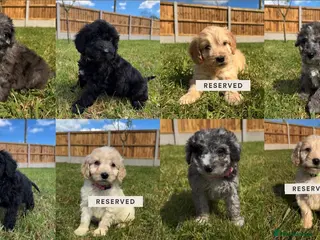 Cockapoo dogs Vaccinated Cockapoo puppies - Advert 5