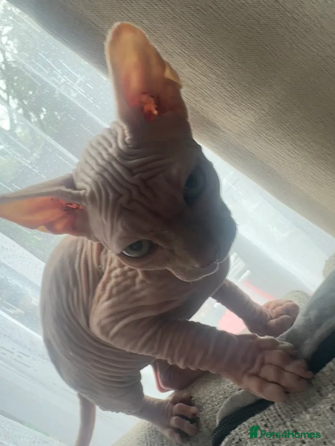 Sphynx cats for sale: Sphynx Male kitten  in Preston - Advert 2