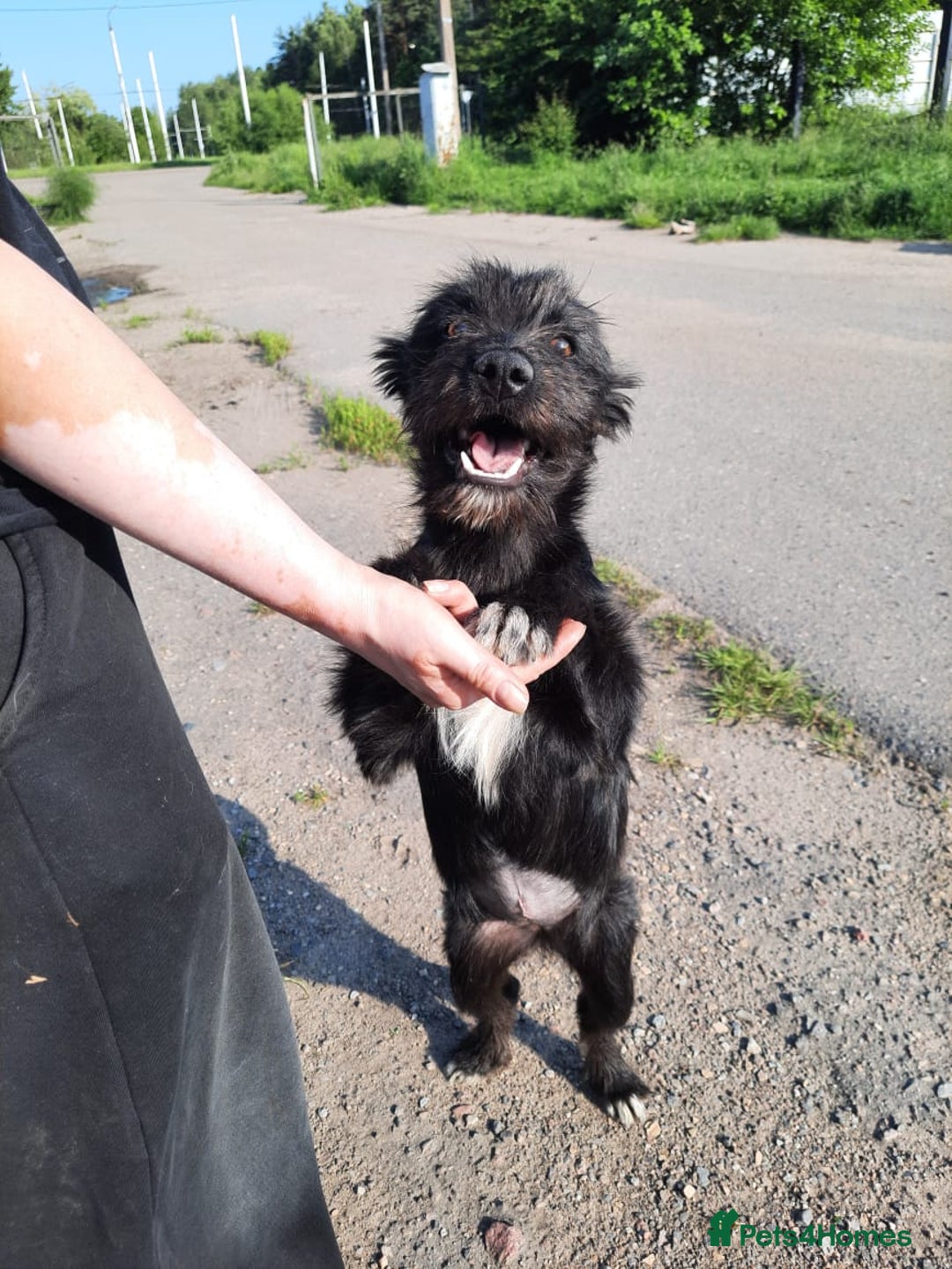 Mixed Breed dogs for adoption: 💖🐶 BUFFY 🐶💖 - Image 1
