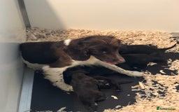Sprocker dogs for sale: F1 Sprocker Puppies - Image 6