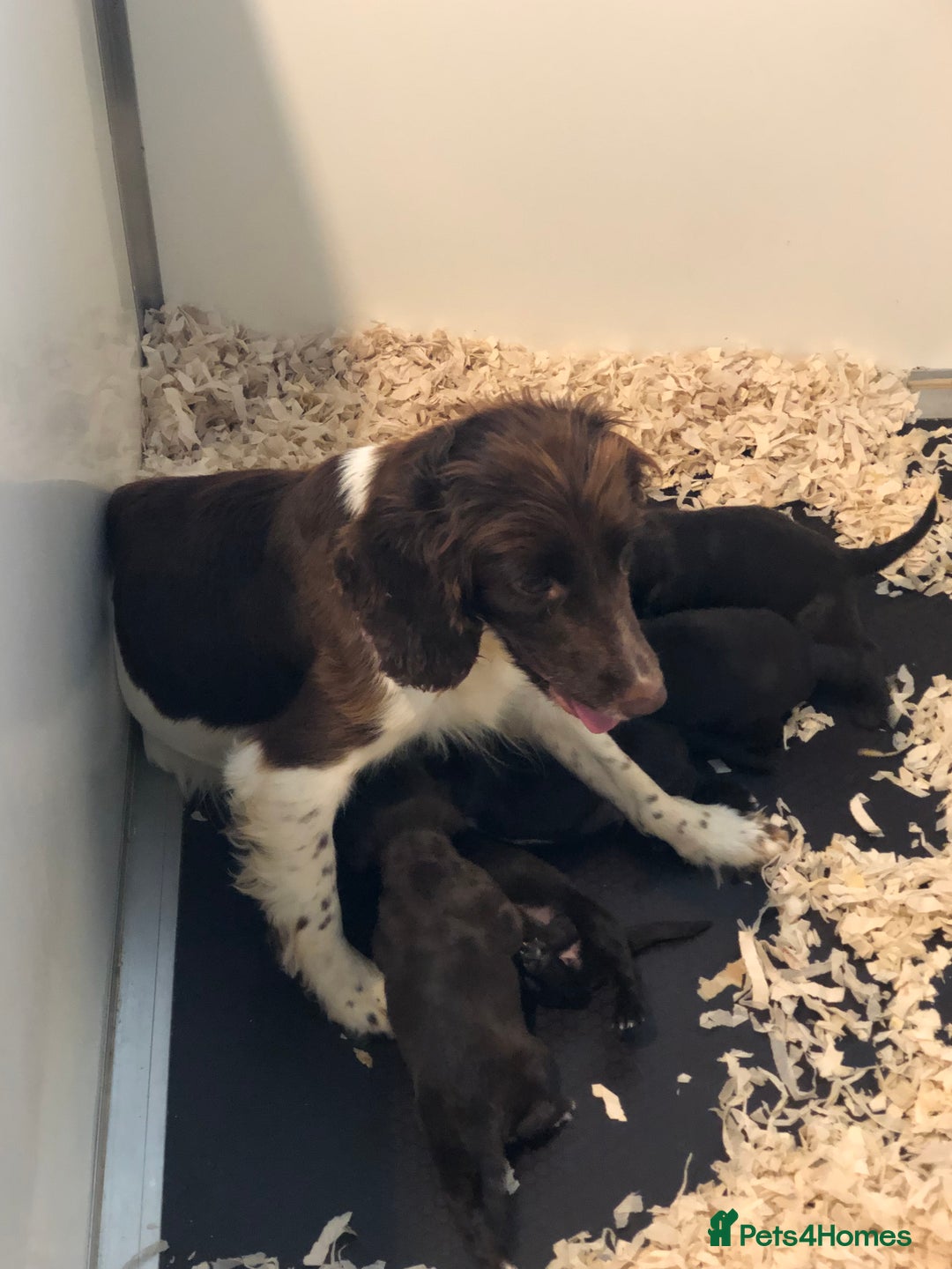 Sprocker dogs for sale: F1 Sprocker Puppies - Image 6