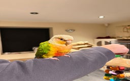 Budgerigars birds for sale: Beautiful Super conure  - Advert 2