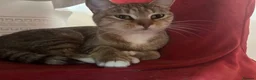 British Shorthair cats for sale: 5 cute British shorthair breed kittens  in Ilford - Advert 20