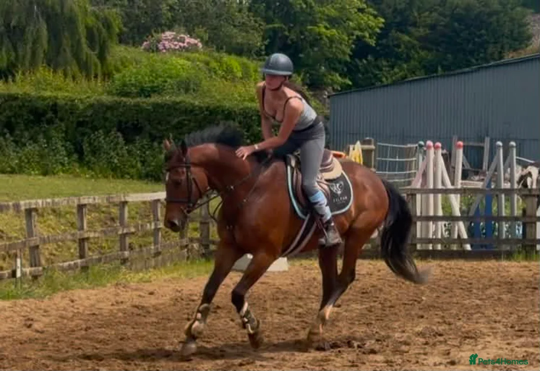 Irish Thoroughbred horses for sale: Fanta ! Looking for a new best friend to have fun  - Advert 2