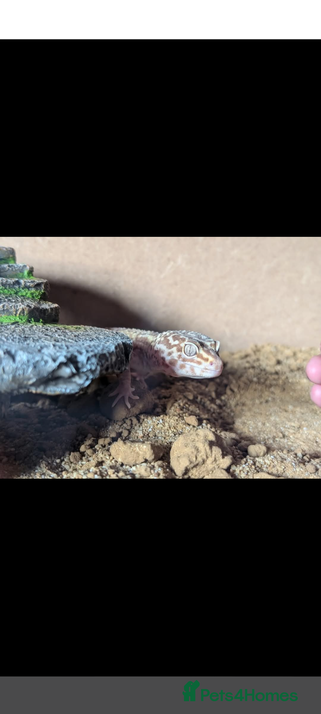 Leopard Gecko reptiles for sale: Leapord geko - Advert 4