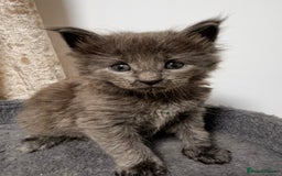 Maine Coon cats for sale: Purebred Blue Maincoon Kittens  - Image 18