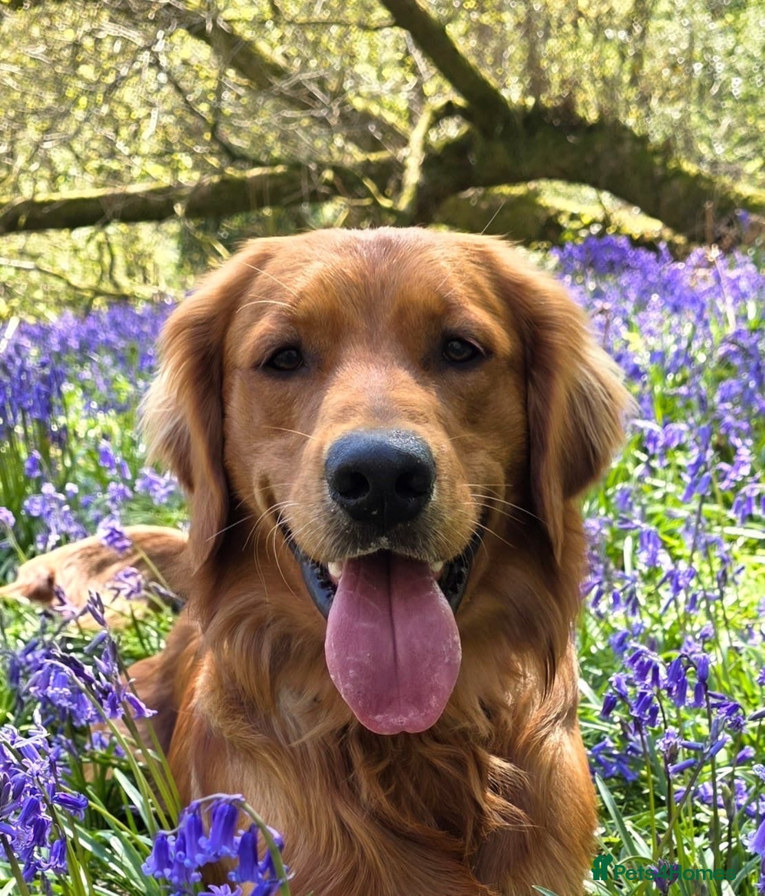 Golden Retriever dogs Genetically clear of all diseases  - Advert 2