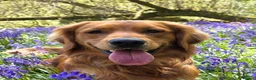 Golden Retriever dogs for stud: Genetically clear of all diseases  - Advert 1