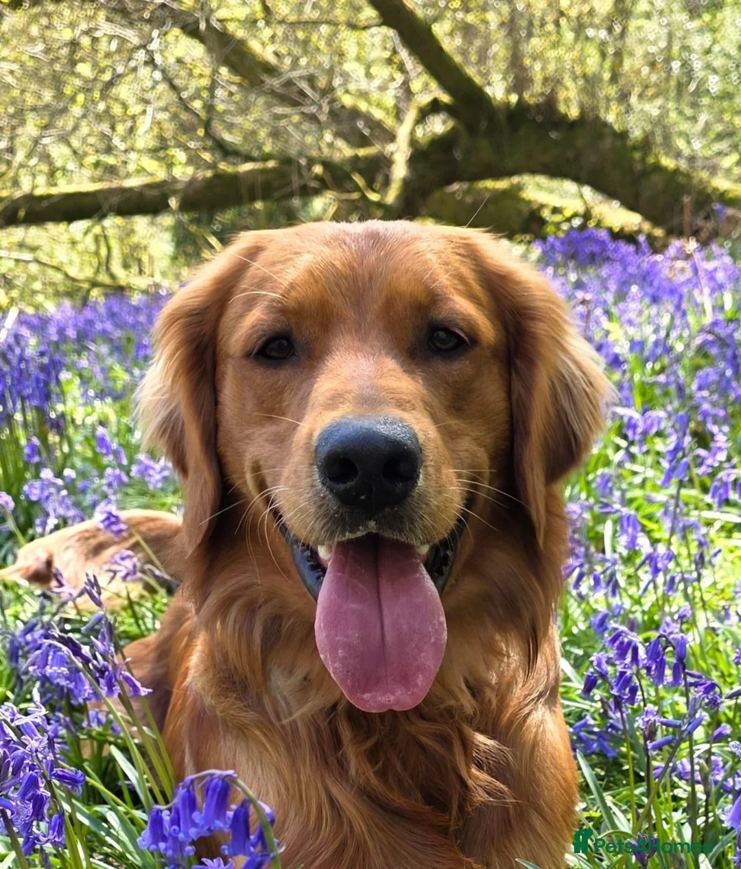 Golden Retriever dogs for stud: Genetically clear of all diseases  - Advert 1