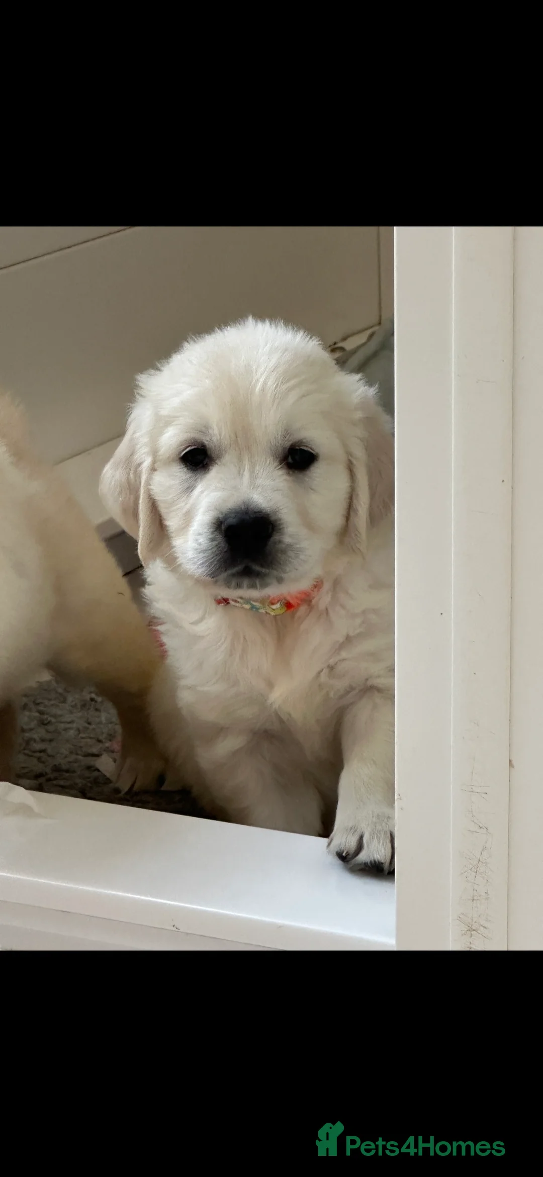 Golden Retriever dogs for stud: STUD KC FULLY HEALTH TESTED PROVEN TRAMIN IMPORT  in Blackpool - Advert 9