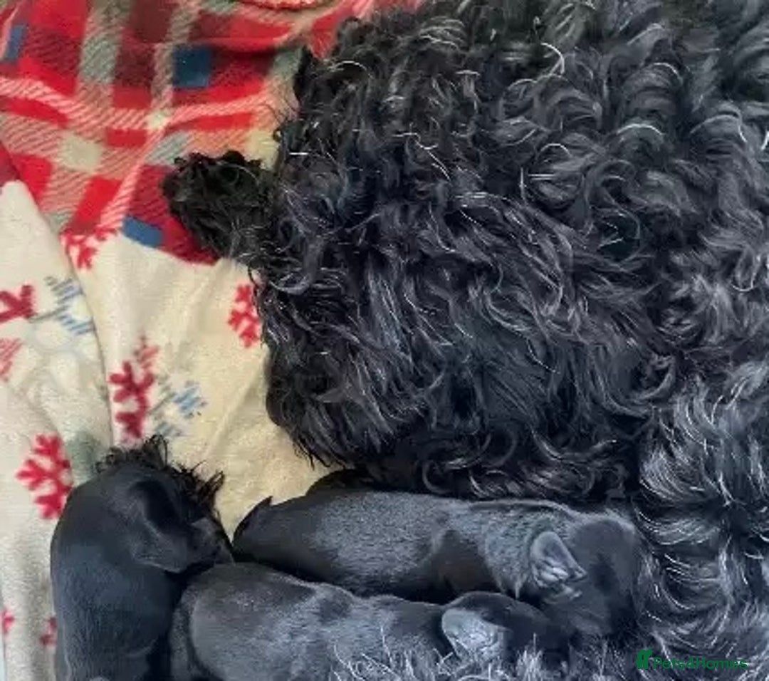 Sheepadoodle dogs for sale: Micro mini Sheepadoodle  - Image 16