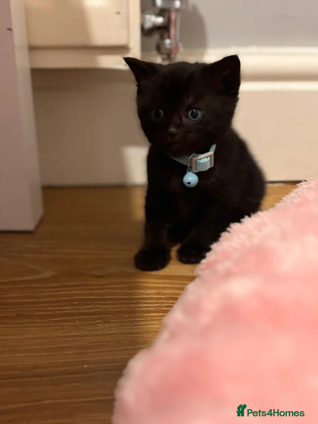 Scottish Fold cats for sale: 2 Black Scottish fold kittens  - Advert 3