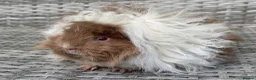 Guinea Pig rodents for sale: Purebred Lunkarya - Advert 4