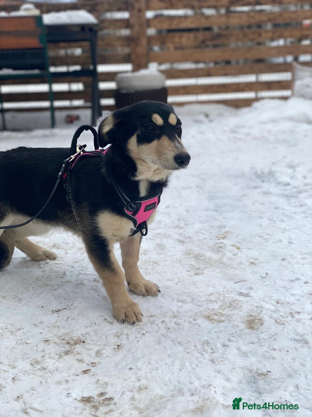Mixed Breed dogs for adoption: 💖🐶 LADY AND DORY 🐶💖 - Advert 16