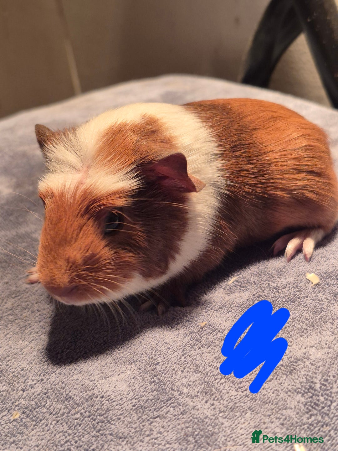 Guinea Pig rodents for sale: Mixed piggies for sale  - Advert 6