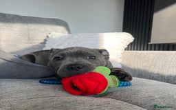 Staffordshire Bull Terrier dogs for sale: Blue staff  - Image 2