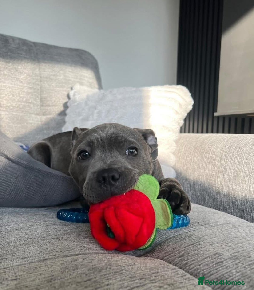 Staffordshire Bull Terrier dogs for sale: Blue staff  - Image 2