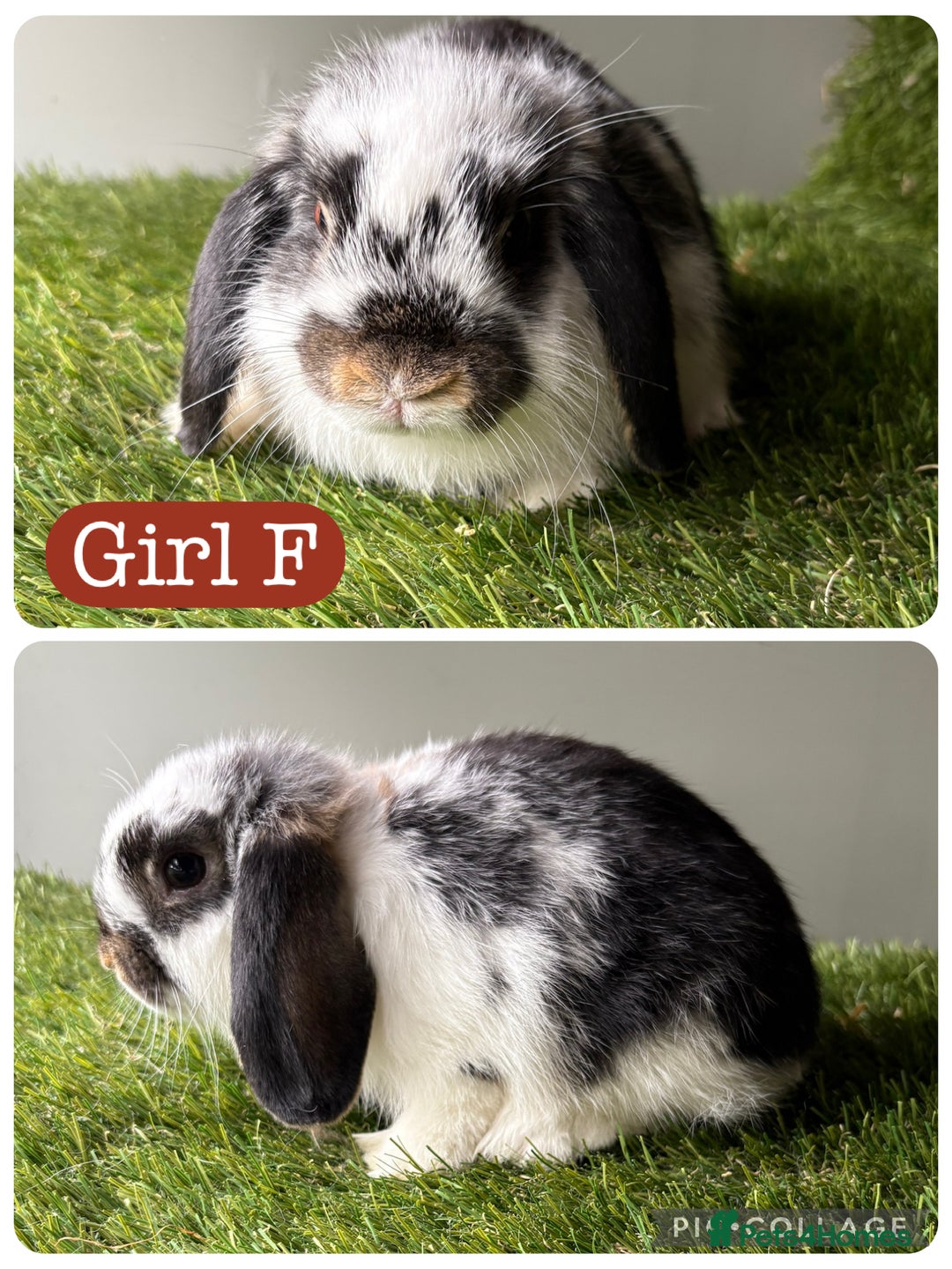 Mini Lop rabbits for sale: Mini lop babies ready now - 9 weeks old  in Manchester - Image 1