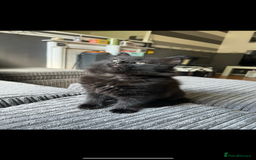 British Shorthair cats for sale: 4 kittens is looking for a loving home in Burton-on-Trent - Image 5