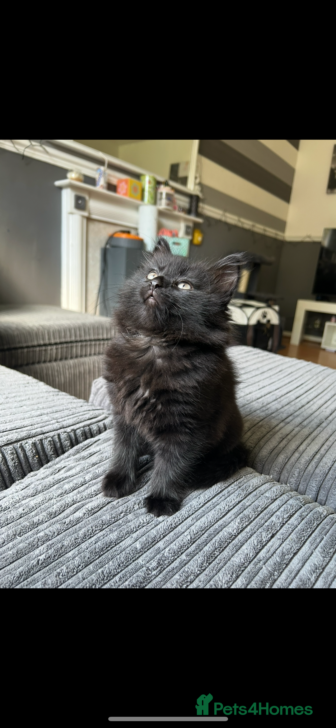 British Shorthair cats for sale: 4 kittens is looking for a loving home in Burton-on-Trent - Image 5