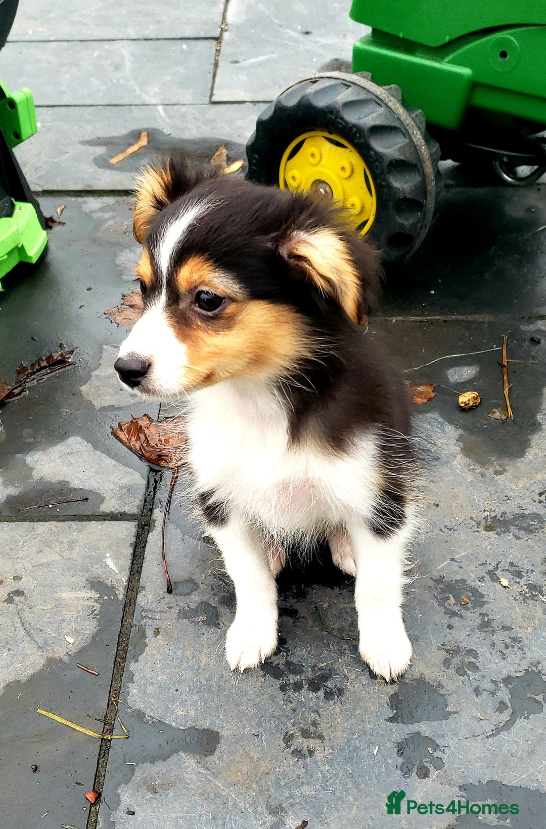 Australian Shepherd dogs for sale: Miniature Australian Shepherds ASDR - Advert 11