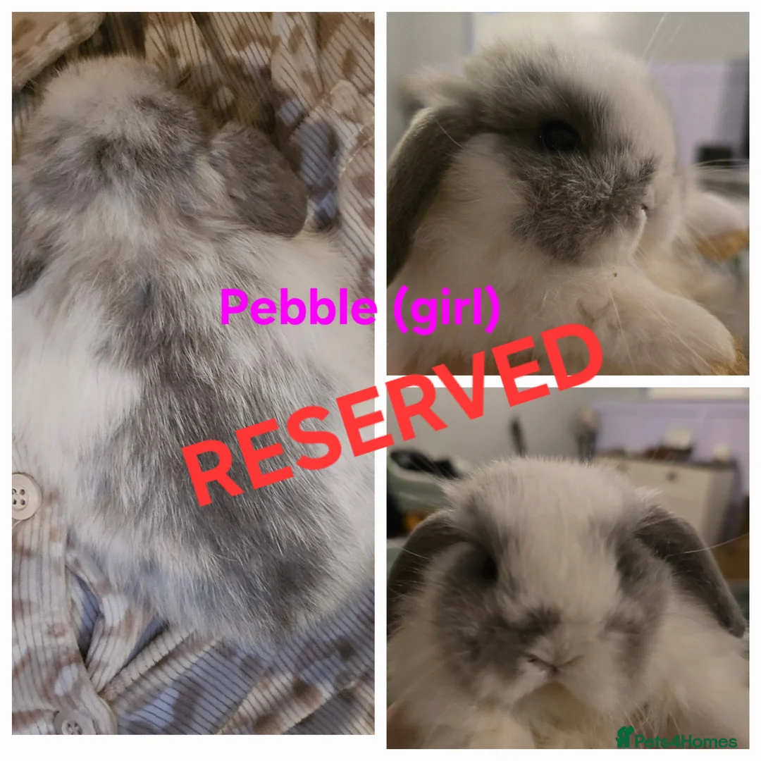 Mini Lop rabbits for sale: Gorgeous Mini lops - Advert 7