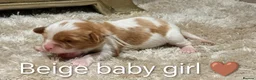 Cavalier King Charles Spaniel dogs for sale: DNA TESTED CAVALIER KING CHARLES  - Advert 18