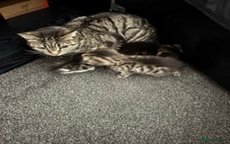 Mixed Breed cats for sale: 2 Kittens For Sale - Image 2