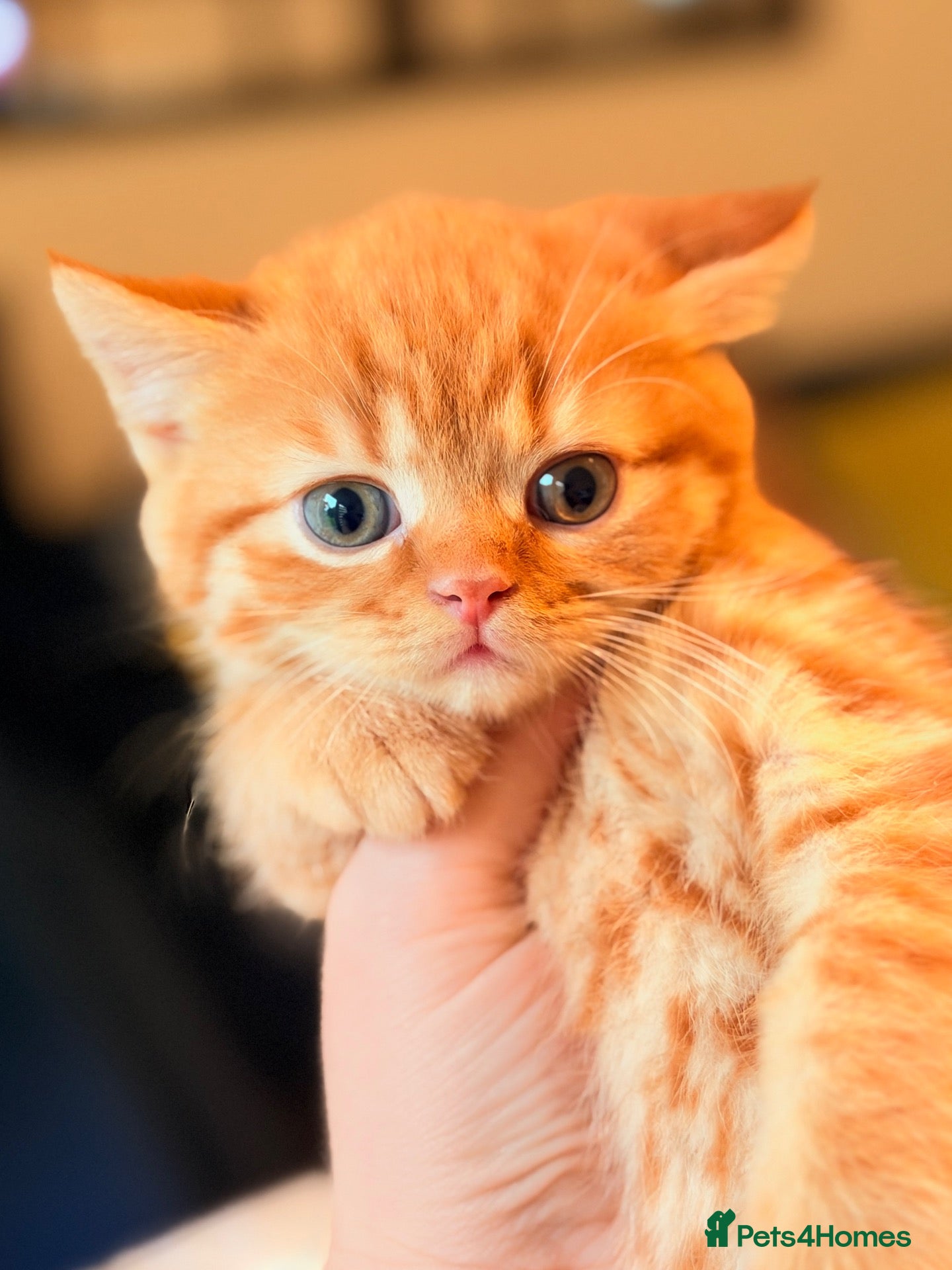 British Shorthair cats 🐈🇬🇧✅BSH Lilac & Red 💜Tica reg  - Advert 2