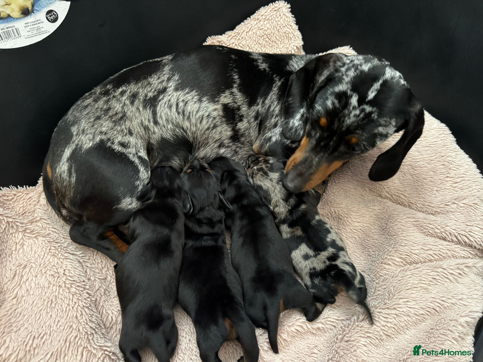 Miniature Dachshund dogs Miniature dachshund pups  - Advert 18