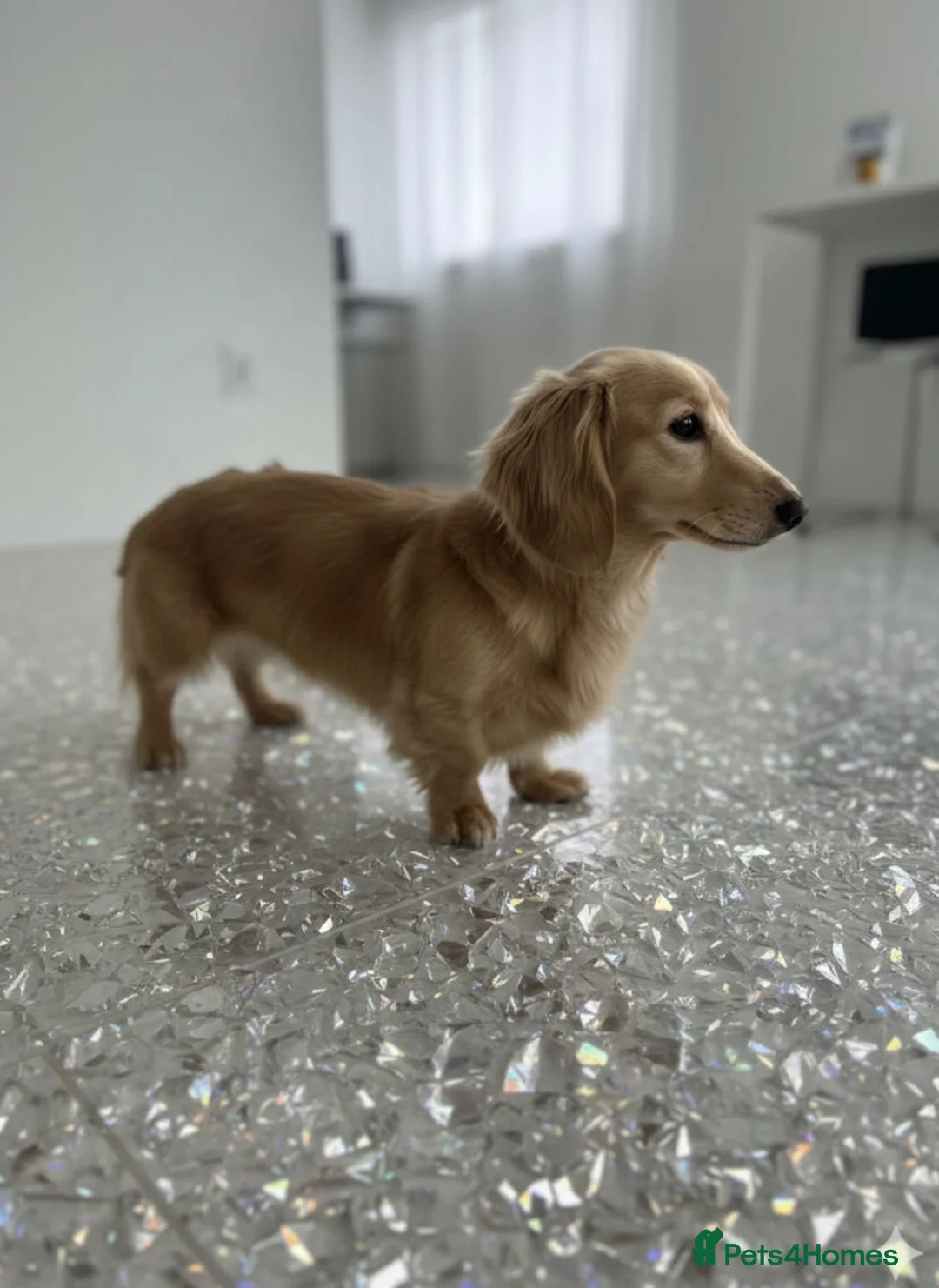 Miniature Dachshund dogs for stud: CREAM STUD WITH DOUBLE INTENSITY  - Advert 3