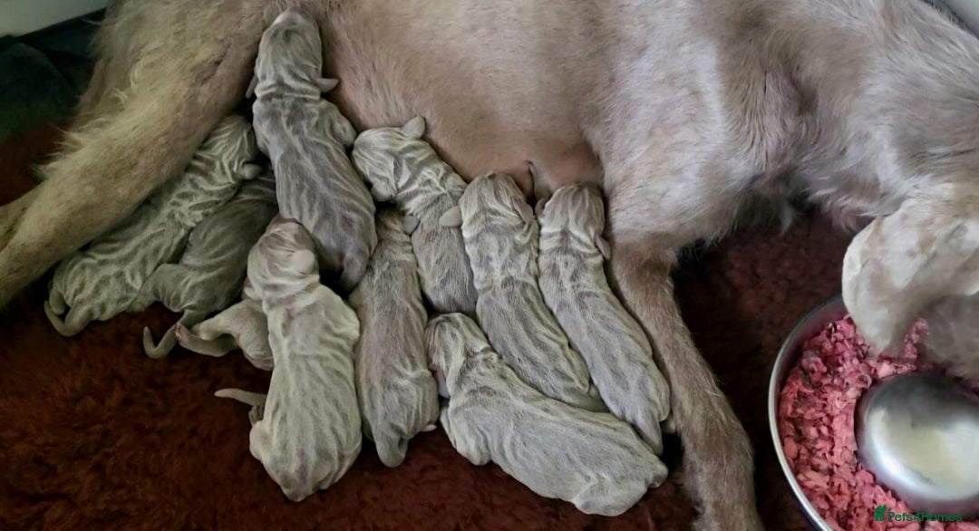 Pointer dogs for sale: 2 KC Registered Pointer Puppies - Image 9