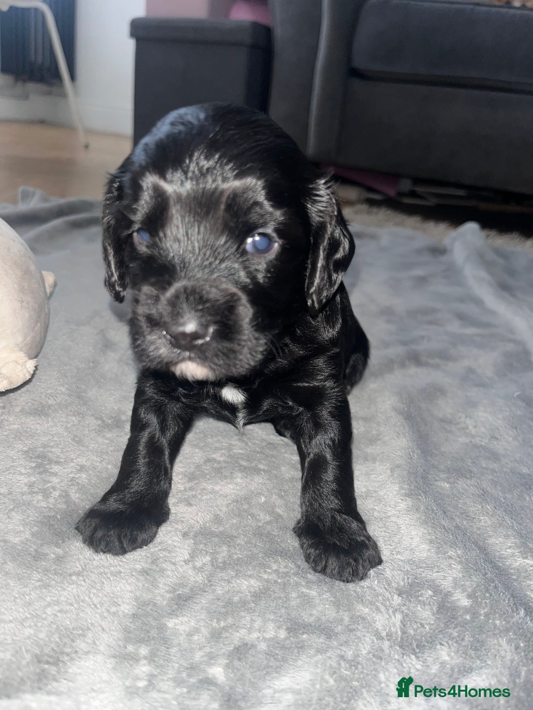 Cockapoo dogs for sale: F2 Cockapoos - Image 3