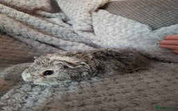 Guinea Pig rodents for sale: Pair of female babies ready now - Advert 4