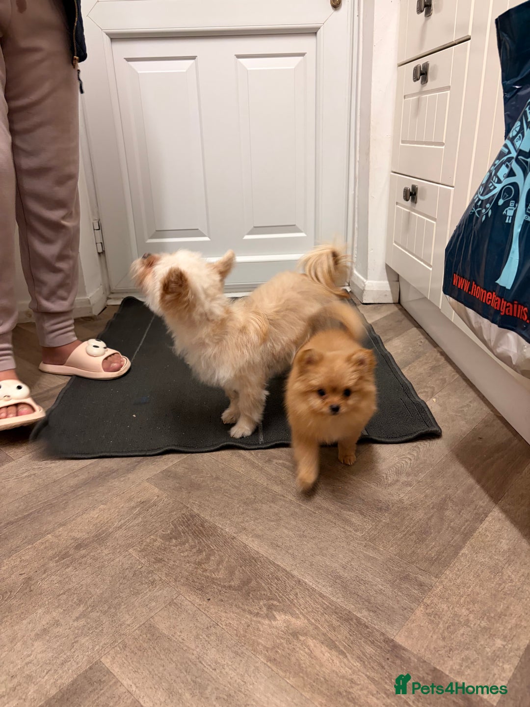 Mixed Breed dogs for sale: Pomeranian mixt with bichon - Advert 5